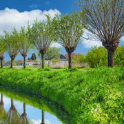 Weiden für Weidenholz. Holzschuhe aus Weidenholz kaufen. Die Holzclogs mit der biegsamen Holzsohle bestellen.